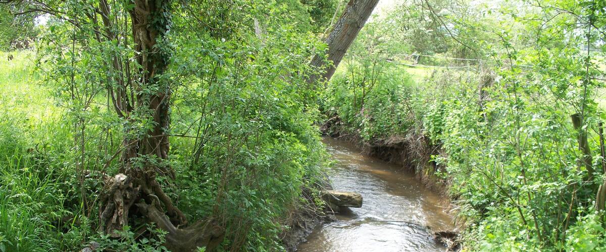 A narrow stream flowing through a lush, green forest.