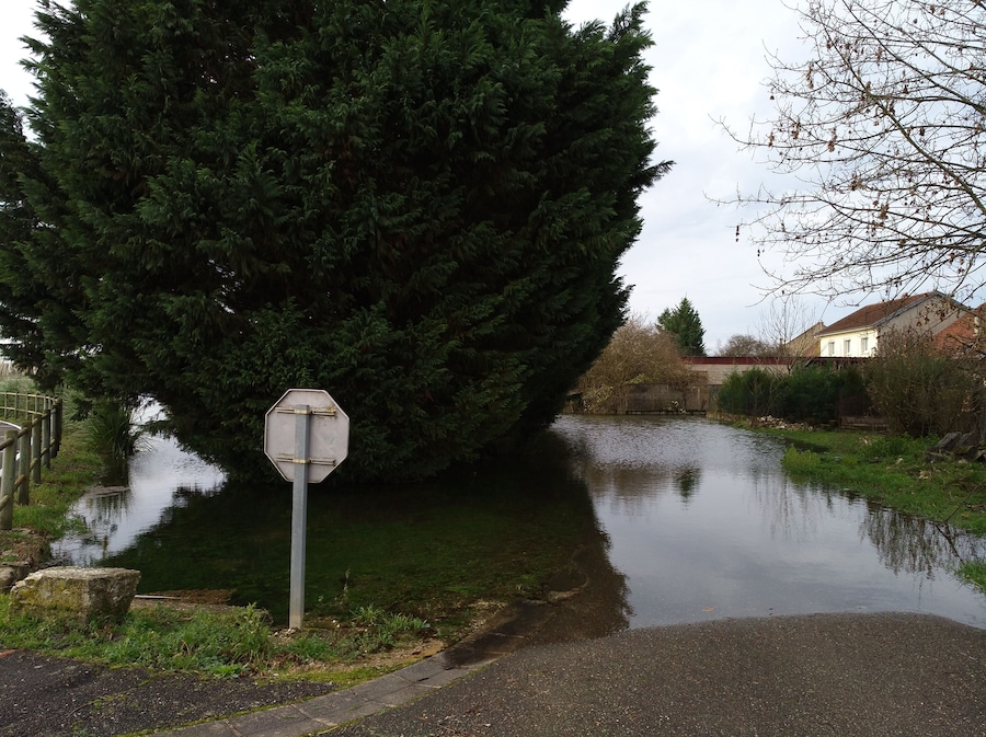 A flooded street with a stop sign, a large tree, and a house in the background.