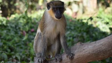 Had a lovely walk on a guided tour through the forest... birds and monkeys 🐒