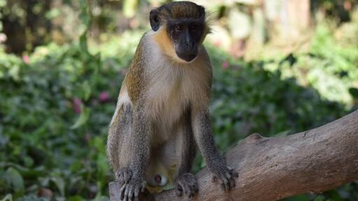 Had a lovely walk on a guided tour through the forest... birds and monkeys đ