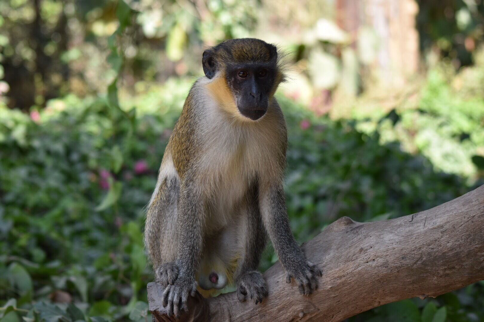 A monkey sitting on a tree branch in a lush green environment.