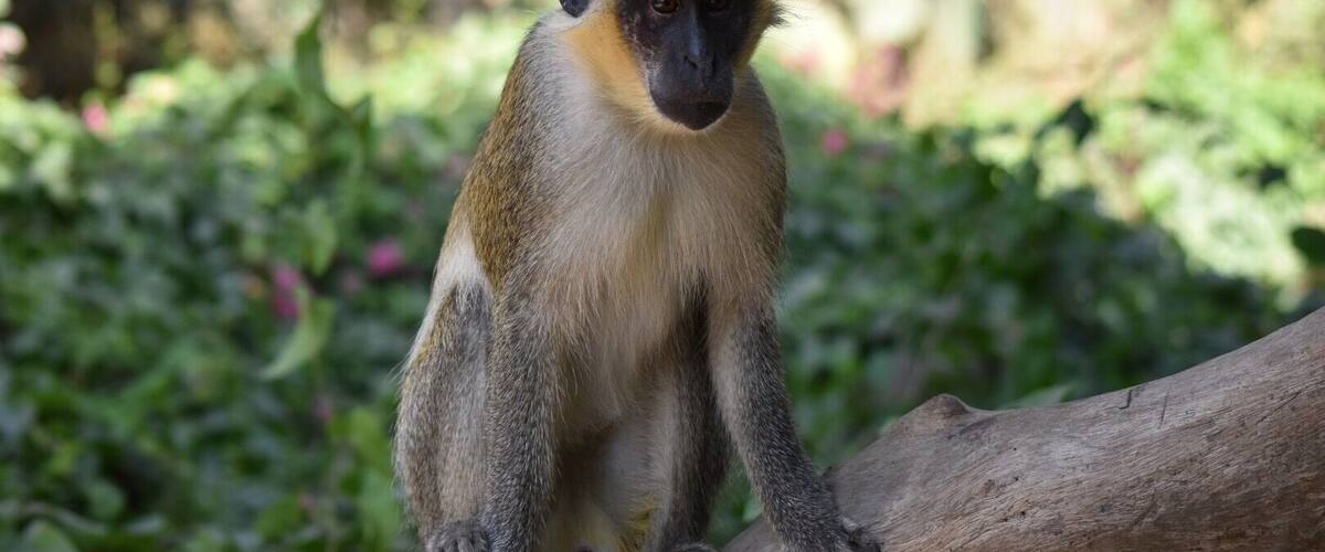 A monkey sitting on a tree branch in a lush green environment.