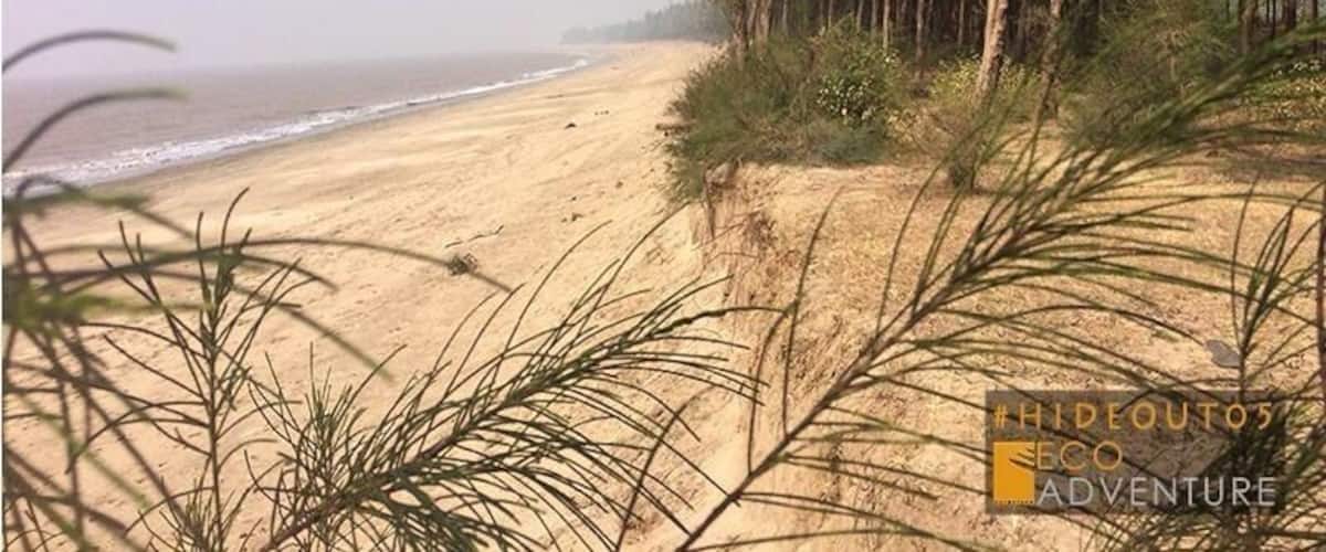 A sandy beach with tall trees and a clear sky.
