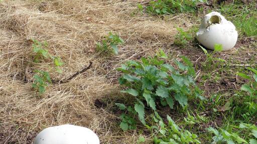 Giant puffballs. Langermannia giganteas,