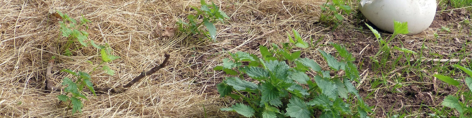 Giant puffballs. Langermannia giganteas,