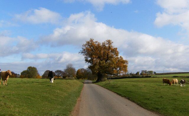 Mighty Oak and Cows grazing. On the road from Kings Caple