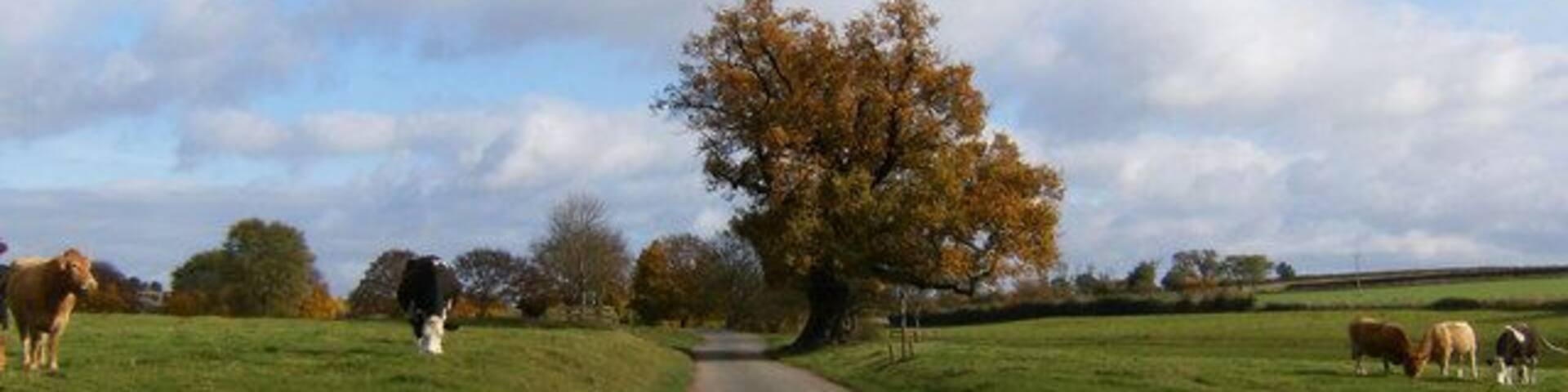 A rural road flanked by grazing cows and a large tree.