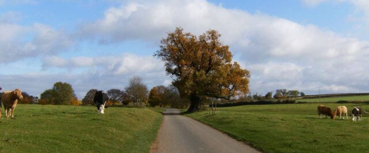 A rural road flanked by grazing cows and a large tree.