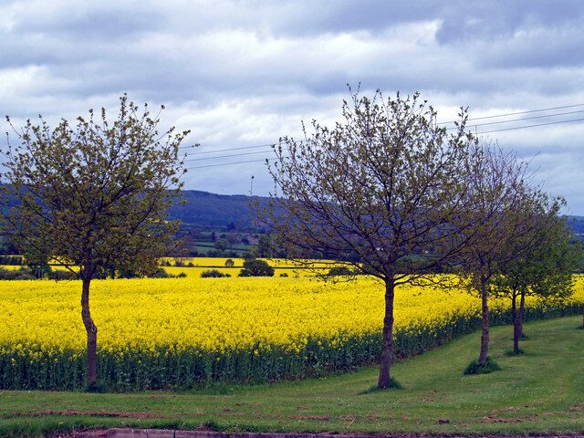 Un campo de flores amarillas con árboles en primer plano.