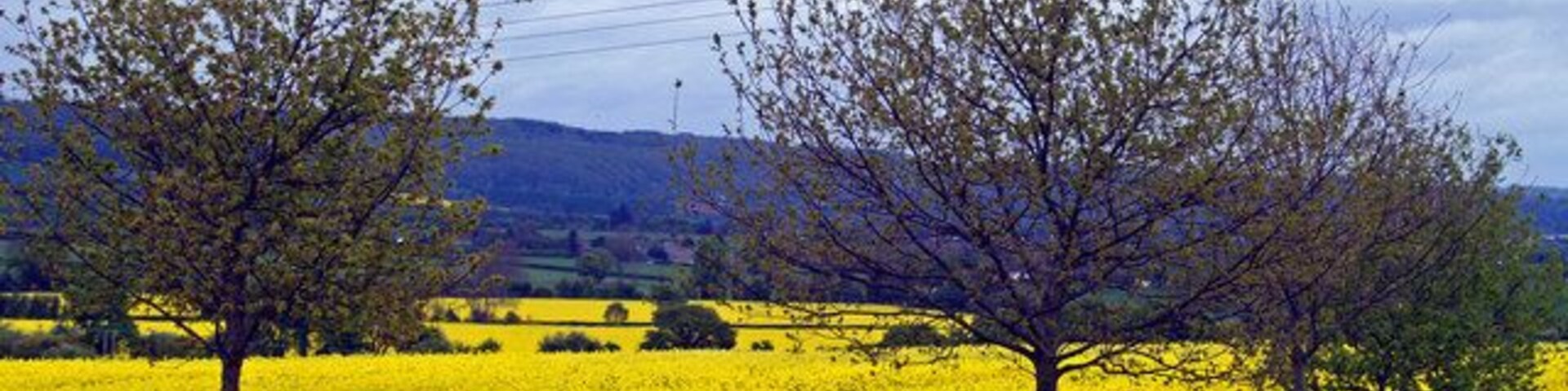 Un campo de flores amarillas con árboles en primer plano.
