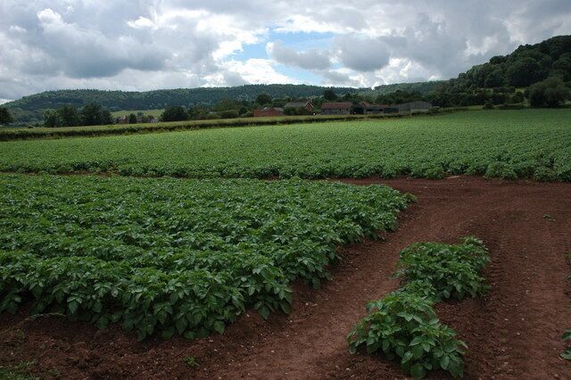 Nupton viewed across a field of potatoes Nupton Farm can be seen beyond the field.