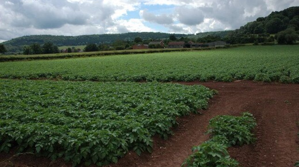 Nupton viewed across a field of potatoes Nupton Farm can be seen beyond the field.