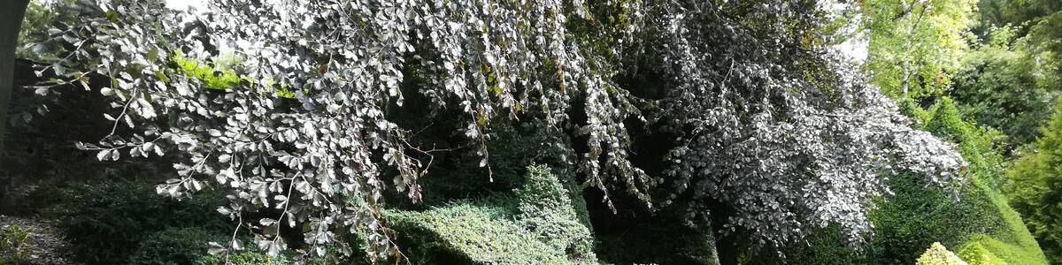 Dalemain garden, Velká Británie, drak v zahradě