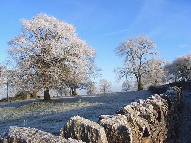 A frosty landscape with trees and a stone wall.
