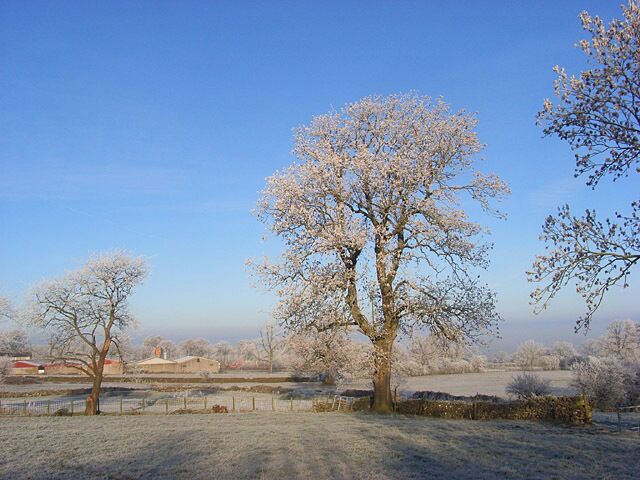 A frost-covered landscape with a prominent tree in the center, a stone wall, and distant buildings.