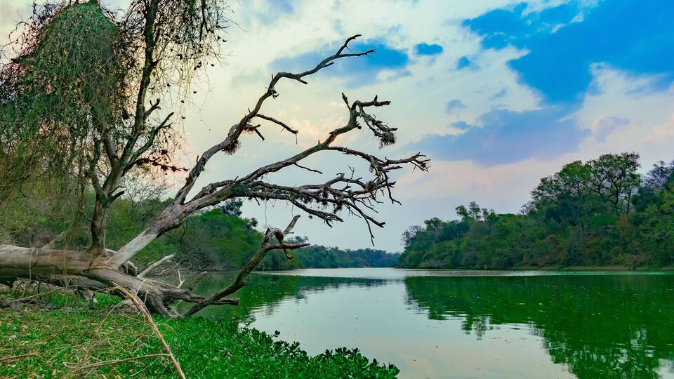 A serene lake with a fallen tree in the foreground, surrounded by lush greenery and a clear sky.