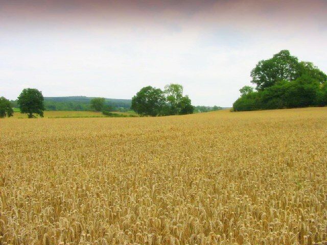 Ripening corn. From the old path between Mortimer's Cross and Kingsland - looking north