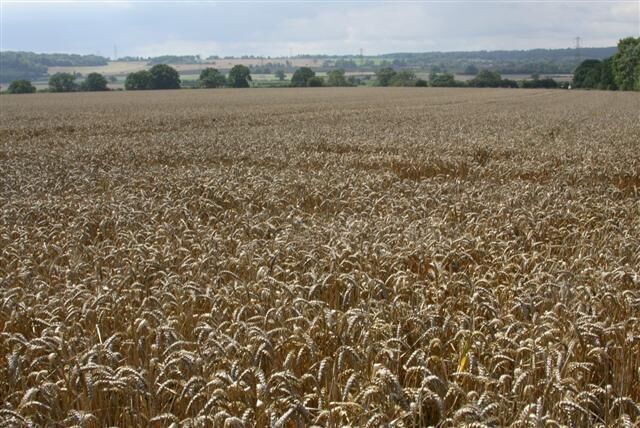 Wheatfield. Field of wheat adjacent to the B3006.