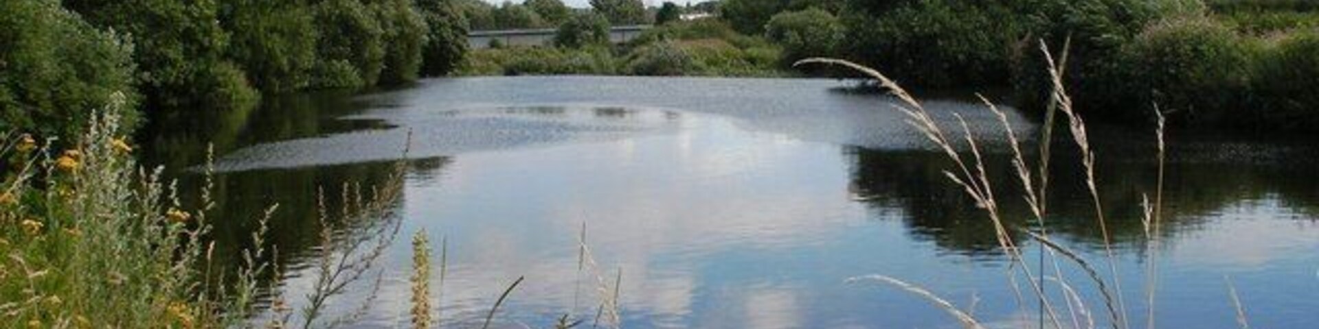 Un río tranquilo rodeado de exuberante vegetación y flores silvestres.