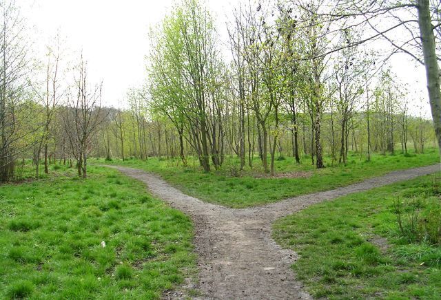 A forked dirt path in a grassy field with trees.
