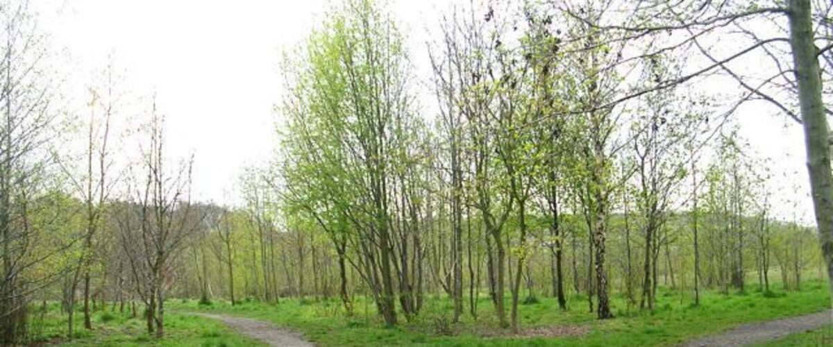 A forked dirt path in a grassy field with trees.