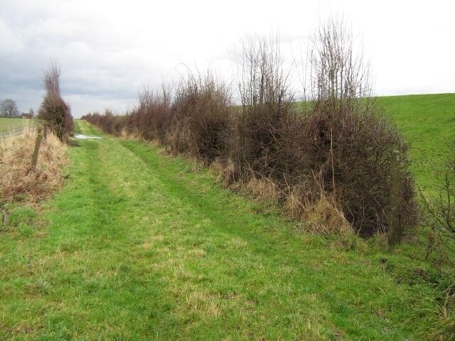 Hawthorn tuft Looking east along track.