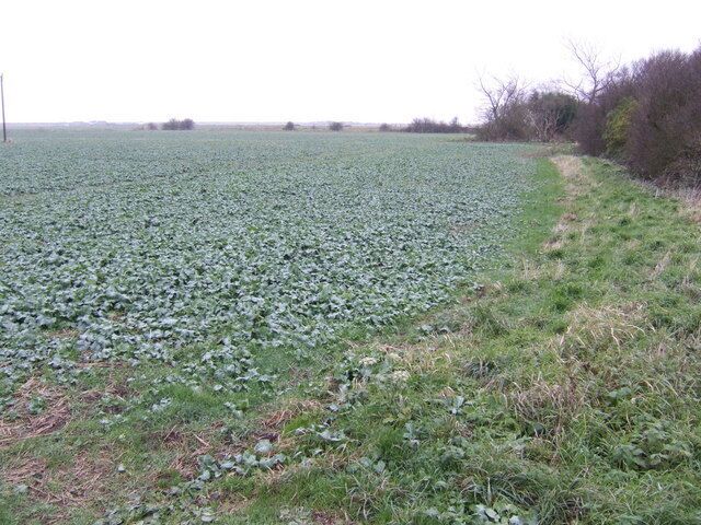 Arable land south of Sutton-on-Sea A field that will be glowing yellow by April, beside the A52.