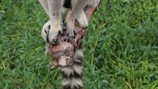 #LifeAtExpediaGroup
Don't pick up the lemurs like cats, they hate it.