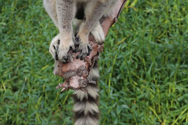 #LifeAtExpediaGroup
Don't pick up the lemurs like cats, they hate it.