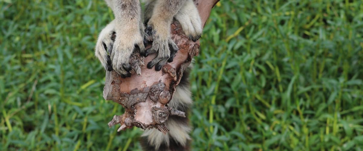 A lemur sitting on a tree branch.