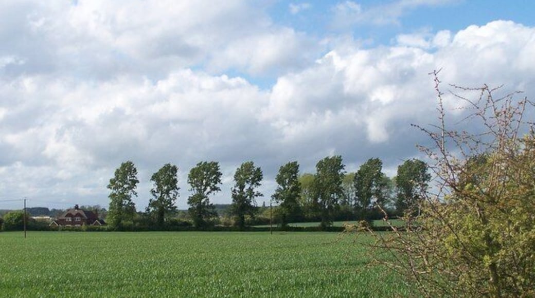 Trees feeling the force of the wind, near to Tingrith, Bedfordshire, Great Britain. strong winds blowing from left to right