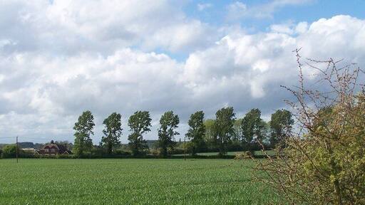 Trees feeling the force of the wind, near to Tingrith, Bedfordshire, Great Britain. strong winds blowing from left to right