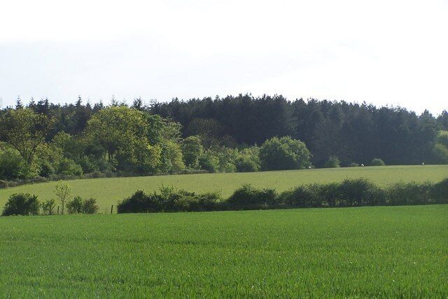 Daintry Woods Just on the outskirts of Tingrith