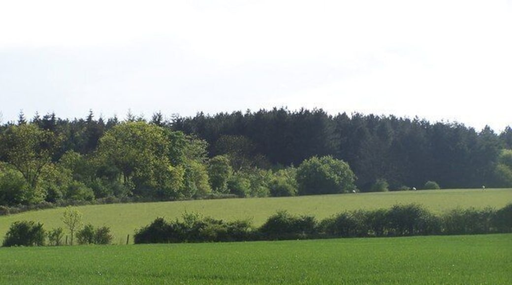 Daintry Woods Just on the outskirts of Tingrith