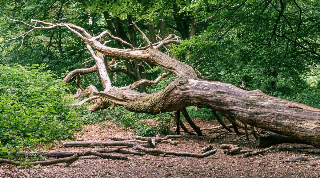 A fallen tree in a forest.