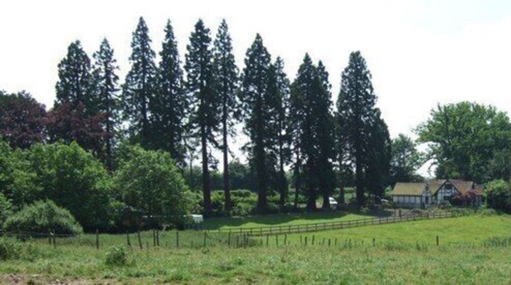 Little Grove from near Grove Farm. Taken from the lane to Fox Meadow Cattery looking back towards Little Grove in the adjacent square.