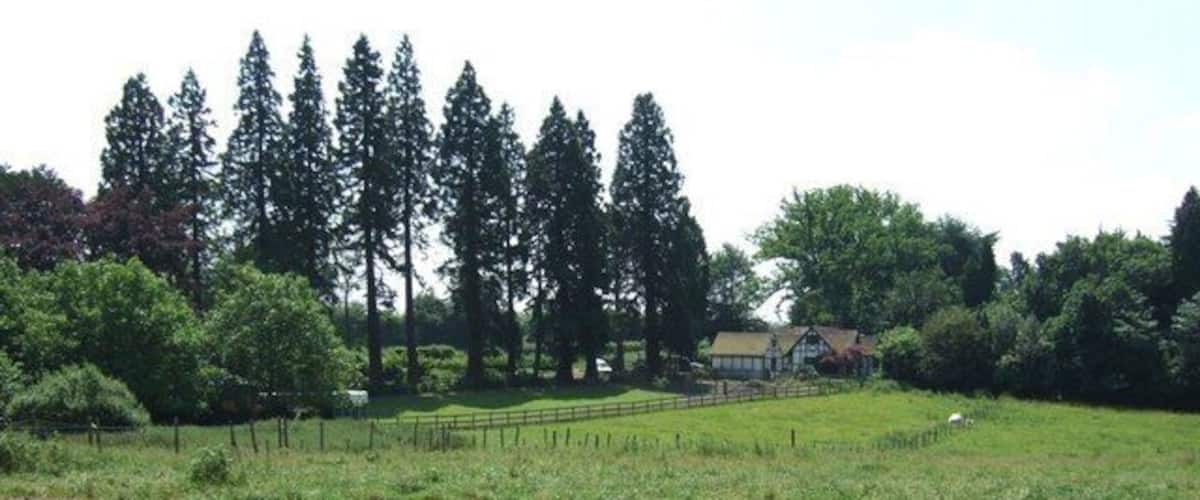 A rural landscape with tall trees, a fenced field, and a house in the background.