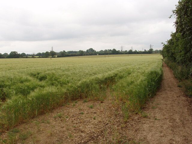 Barley Field, near Chesham. View from the footpath which runs from the A416 opposite Pressmore Farm