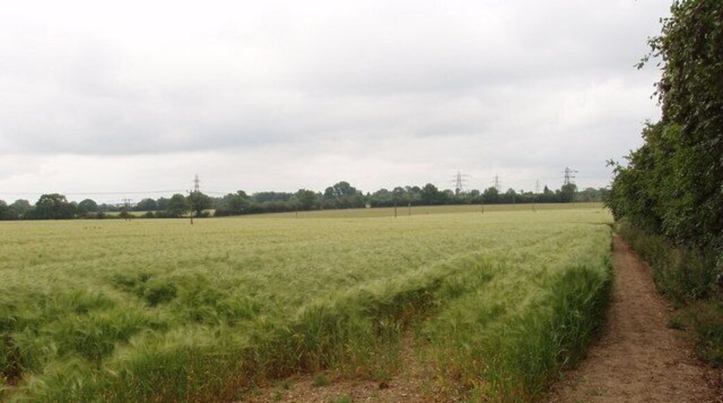 Barley Field, near Chesham. View from the footpath which runs from the A416 opposite Pressmore Farm