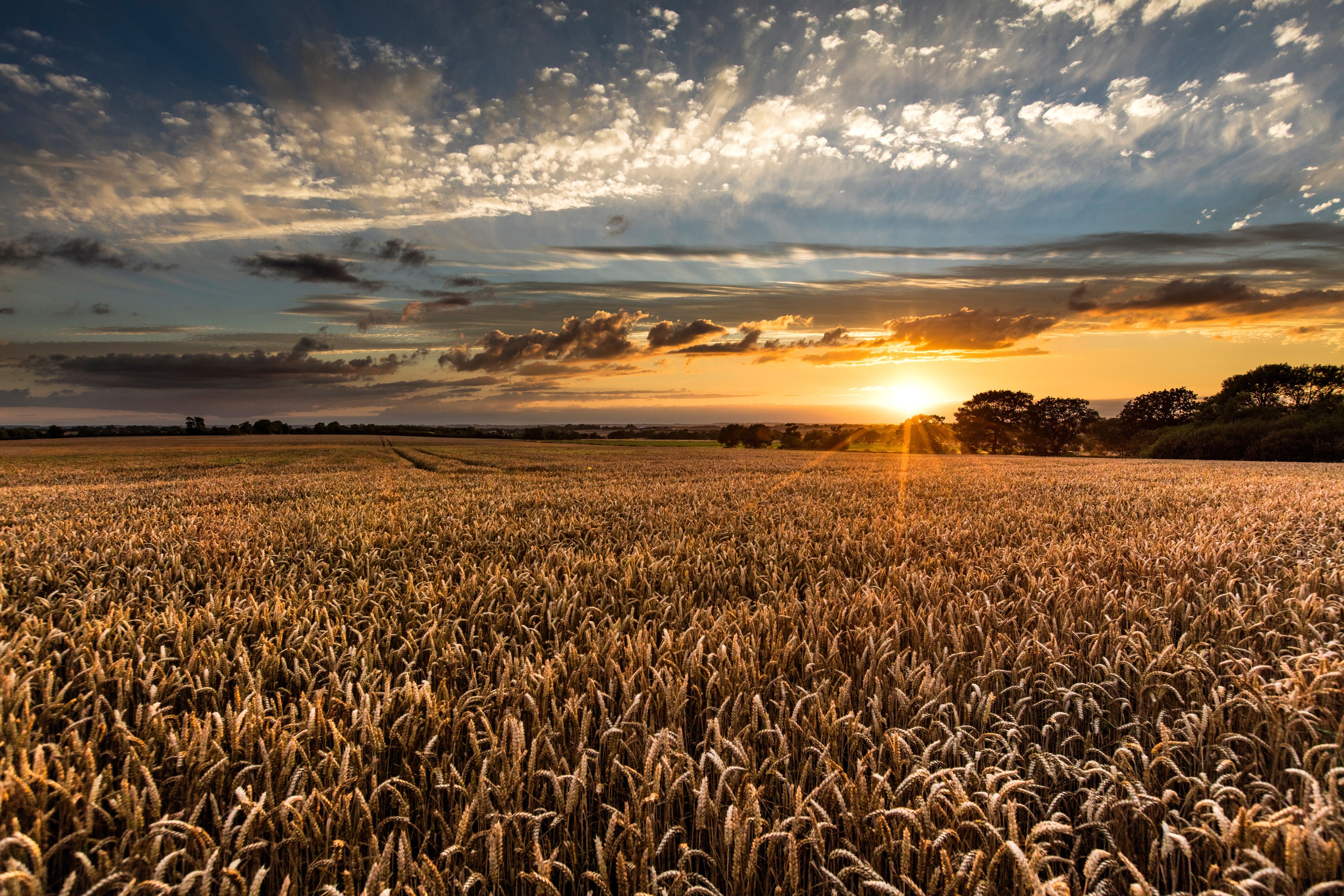 A wheat field at sunset with a cloudy sky.