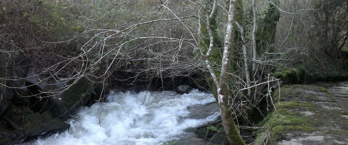 A fast-flowing river with a rocky bed, surrounded by dense forest and moss-covered trees.