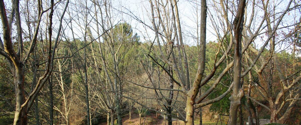 A forested area with picnic tables and benches.