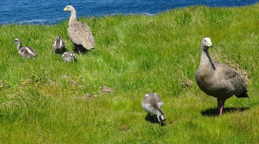 Near the Nobbies on Philip Island. Cape Barren geese and young chicks.