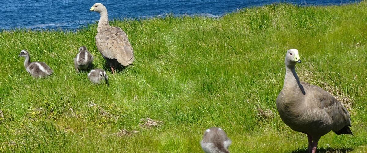 Near the Nobbies on Philip Island. Cape Barren geese and young chicks.
