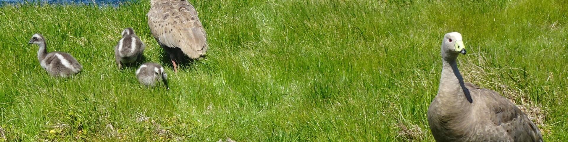 Near the Nobbies on Philip Island. Cape Barren geese and young chicks.