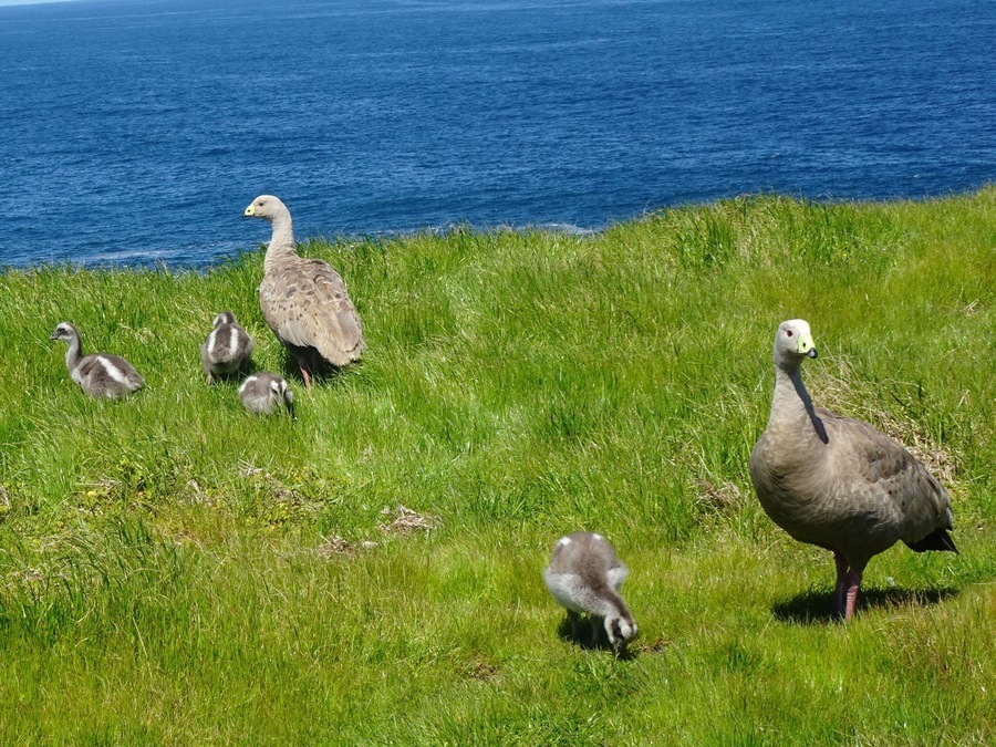 Near the Nobbies on Philip Island. Cape Barren geese and young chicks.