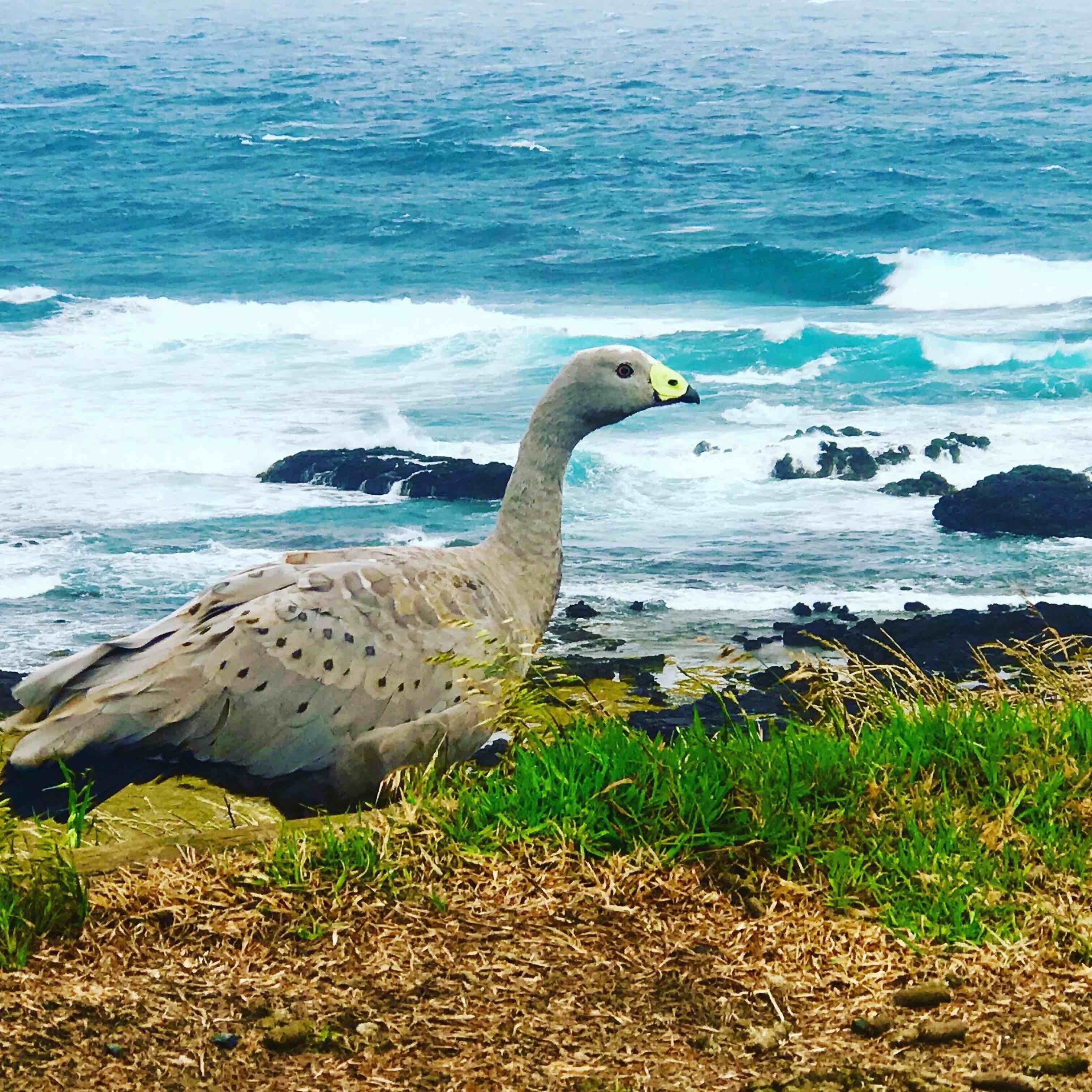 Australia you kept surprising us! When in Melbourne take the journey to Phillip Island where the Cape Barren goose can be found. Note the green cere on the black bill. 
#Melbourne #Australia #PhillipIsland #Nature #Wildlife