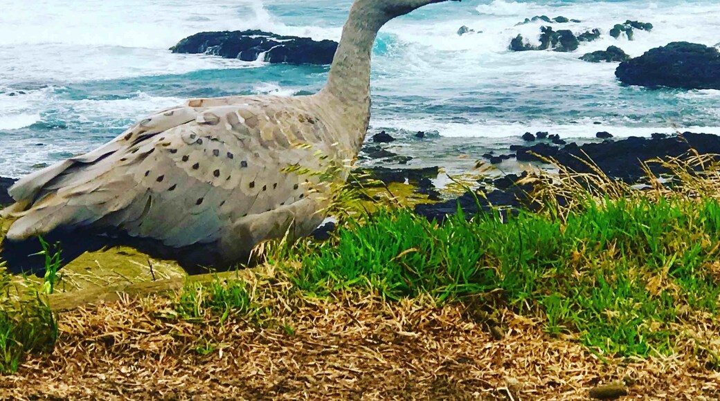 Australia you kept surprising us! When in Melbourne take the journey to Phillip Island where the Cape Barren goose can be found. Note the green cere on the black bill.
#Melbourne #Australia #PhillipIsland #Nature #Wildlife