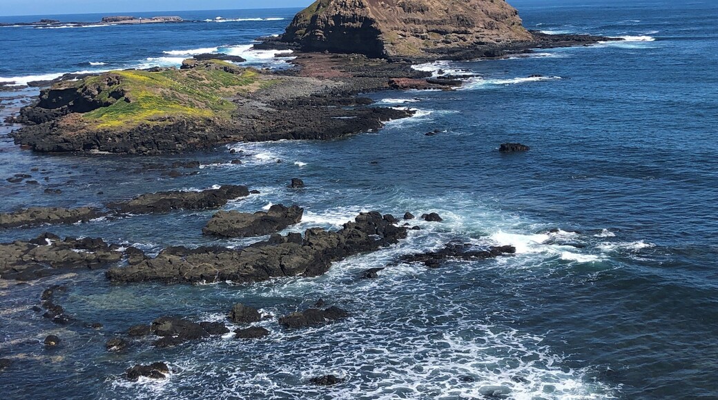 The Nobbies Philip Island.