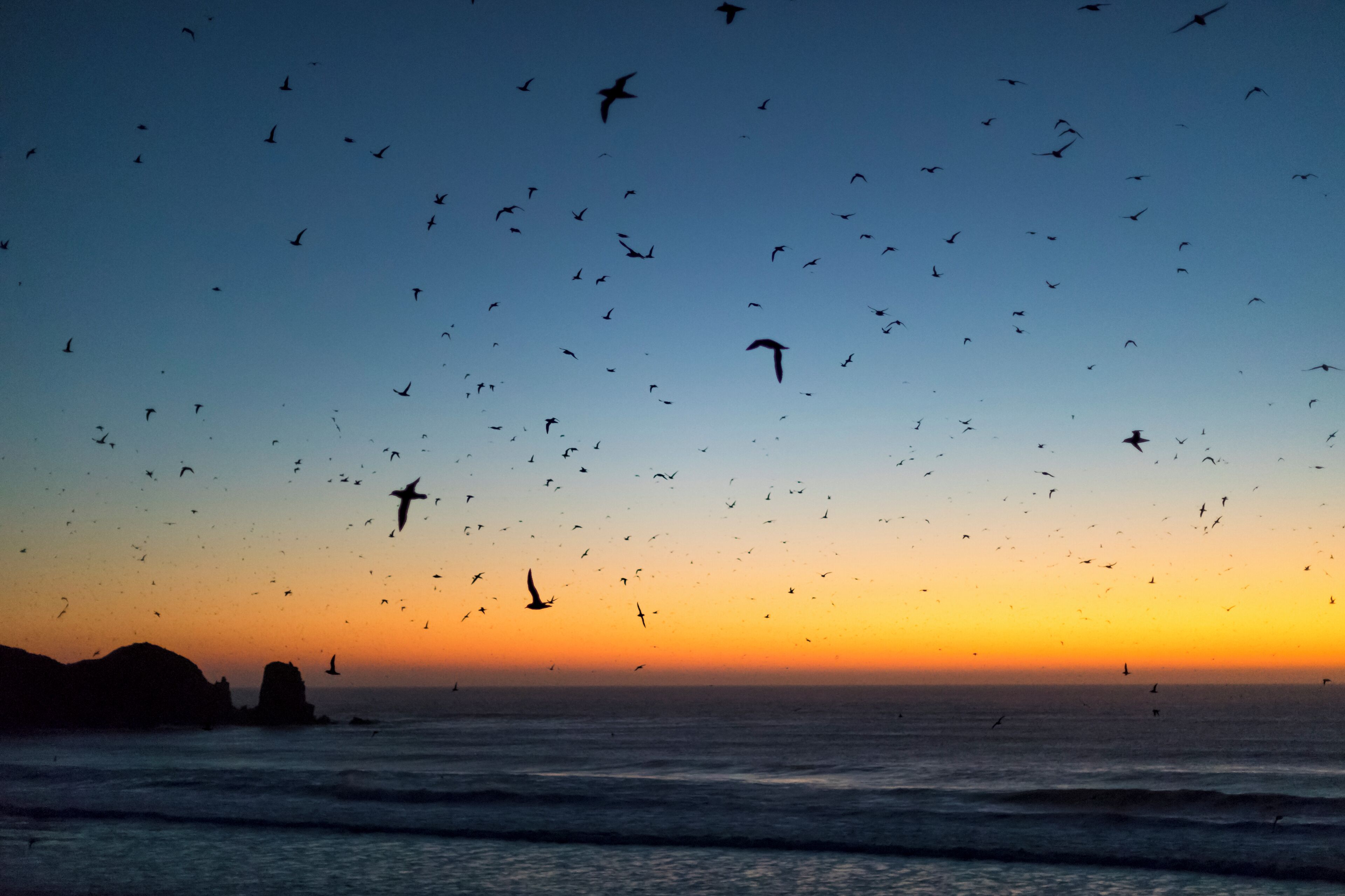 1 million shearwater nest each night between about September to April then they leave to fly to Alaska.